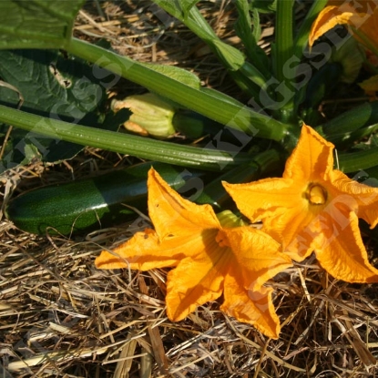 Picture of Courgette Firenze F1